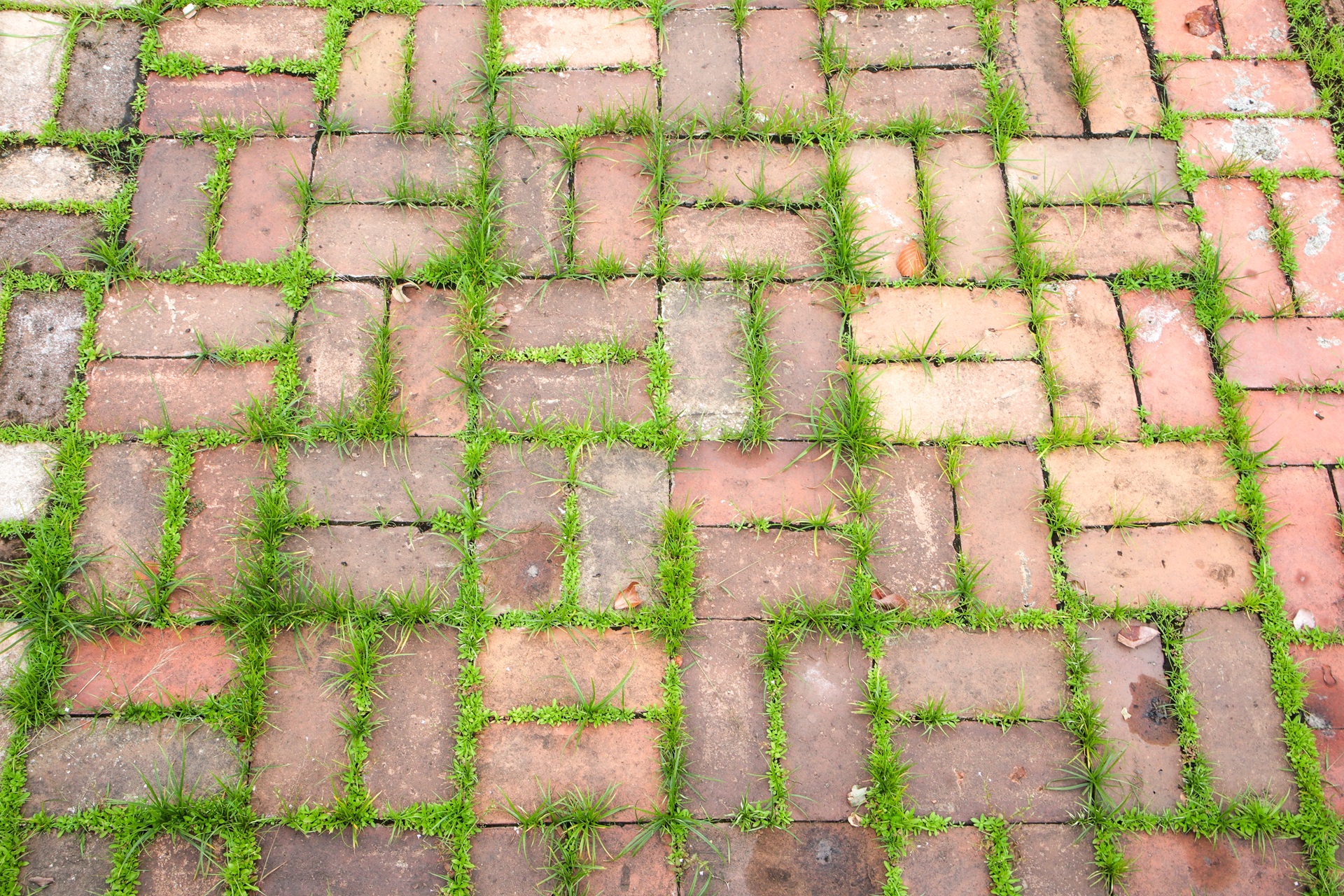 Preventing Weed Growth Between Pavers