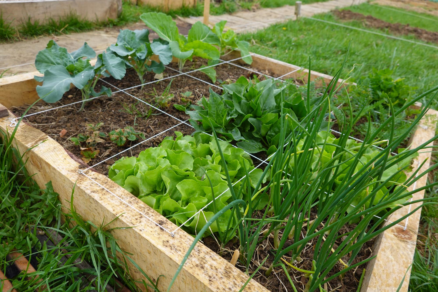 Questioning Garden Bed Materials for Los Angeles Heatwaves