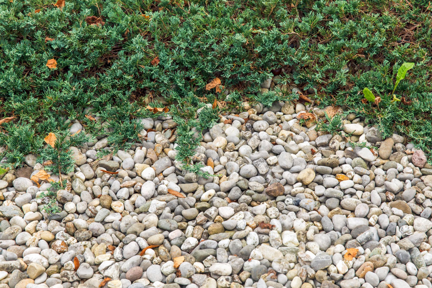 Smart Pebble Garden Paths for Shared Side Yards in Los Angeles