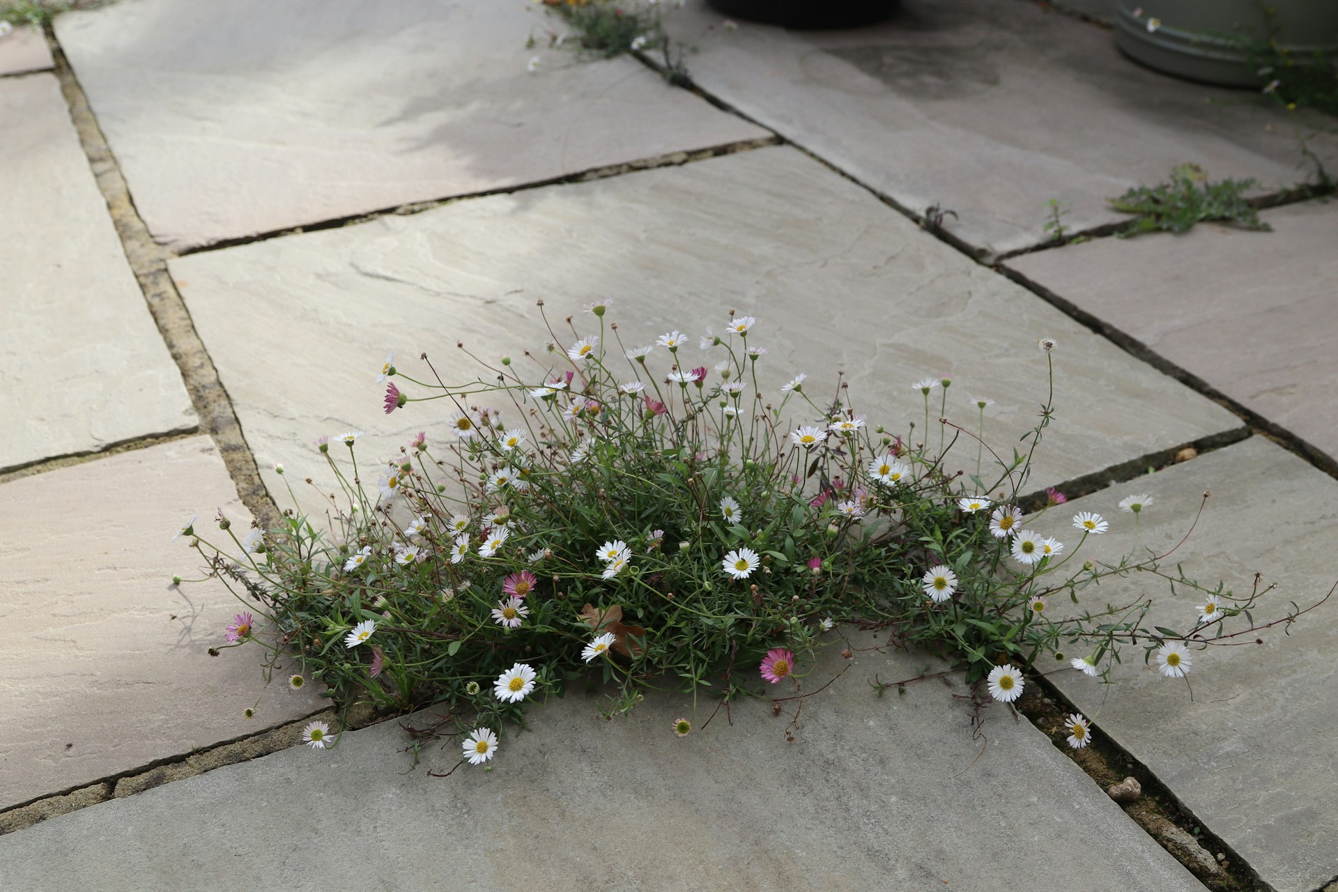 Questioning Concrete Block Garden Borders in Los Angeles Heat